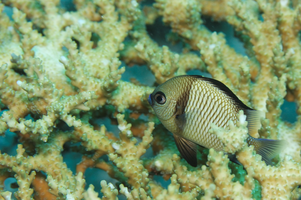 Dascyllus reticulatus (Damigella reticolata)